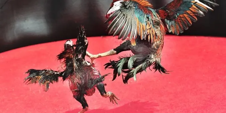 Hướng Dẫn Cách Chơi Đá Gà Sabong Tại AZ888 Chuẩn Philippines 1 Hướng Dẫn Cách Chơi Đá Gà Sabong Tại AZ888 Chuẩn Philippines