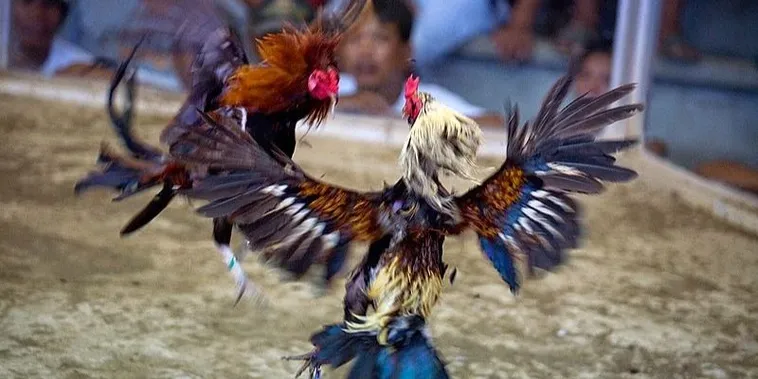 Hướng Dẫn Cách Chơi Đá Gà Sabong Tại AZ888 Chuẩn Philippines 2 Hướng Dẫn Cách Chơi Đá Gà Sabong Tại AZ888 Chuẩn Philippines